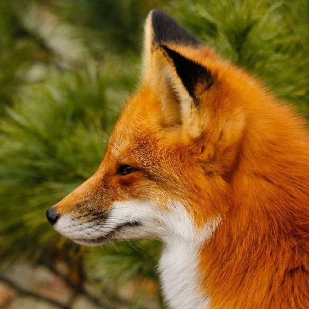 liyemeanapay.bsky.social's profile picture