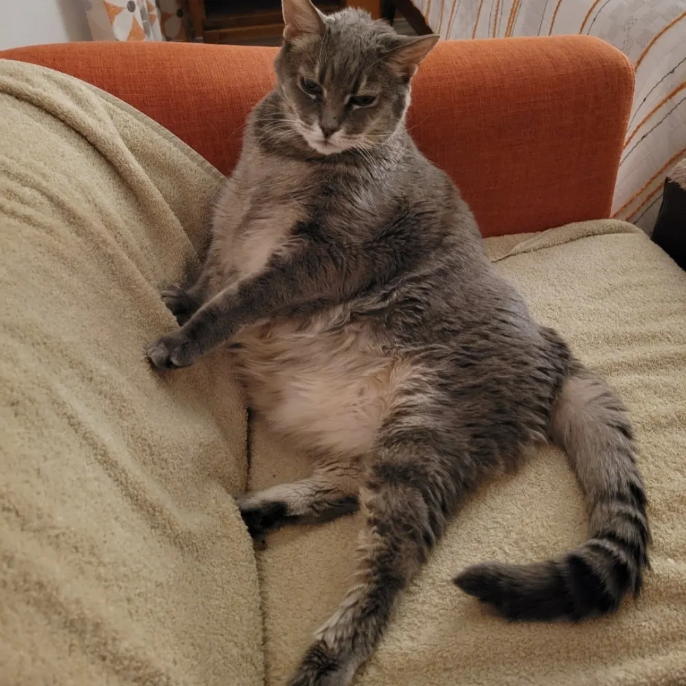 catlady73.bsky.social's profile picture