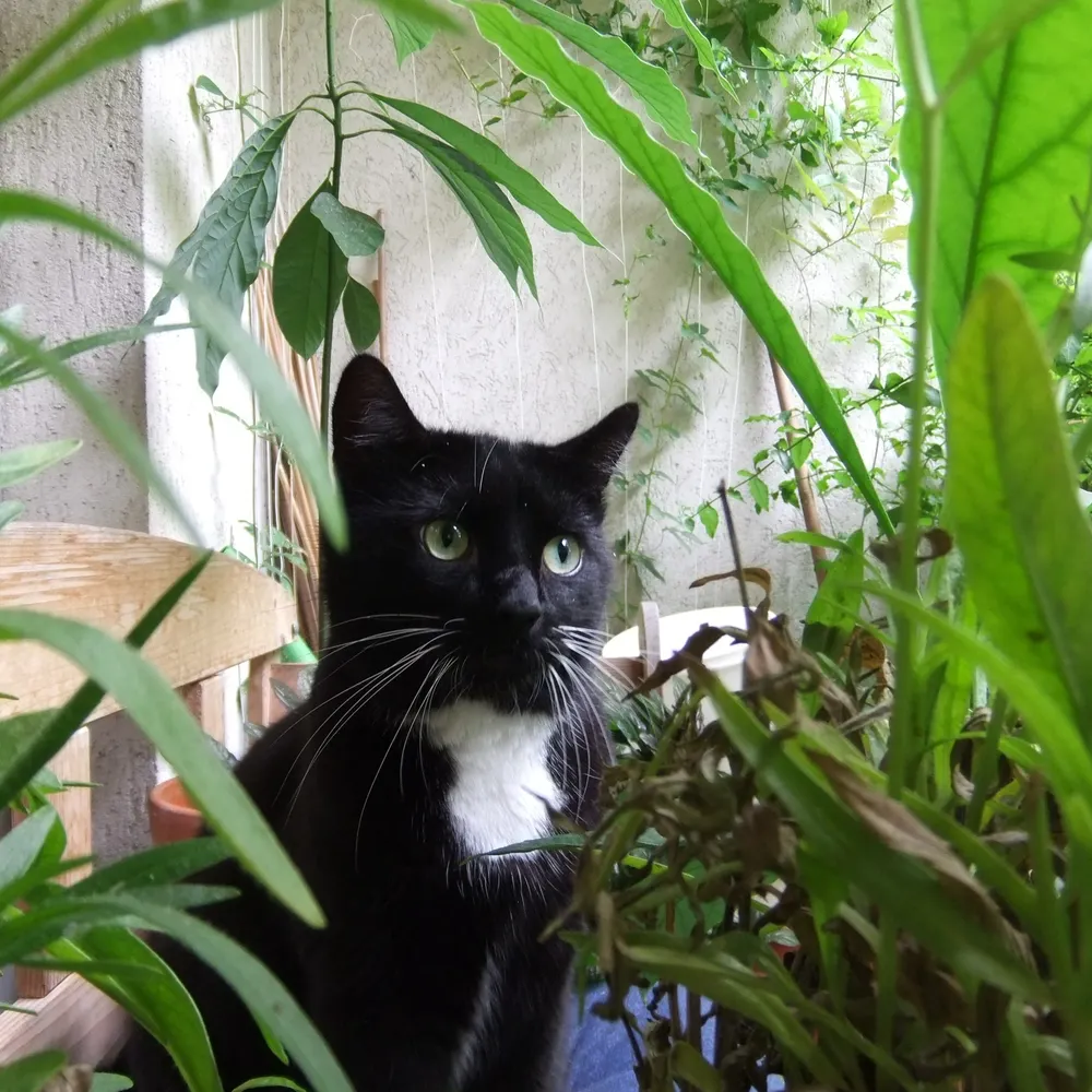 katrinekoenig.bsky.social's profile picture