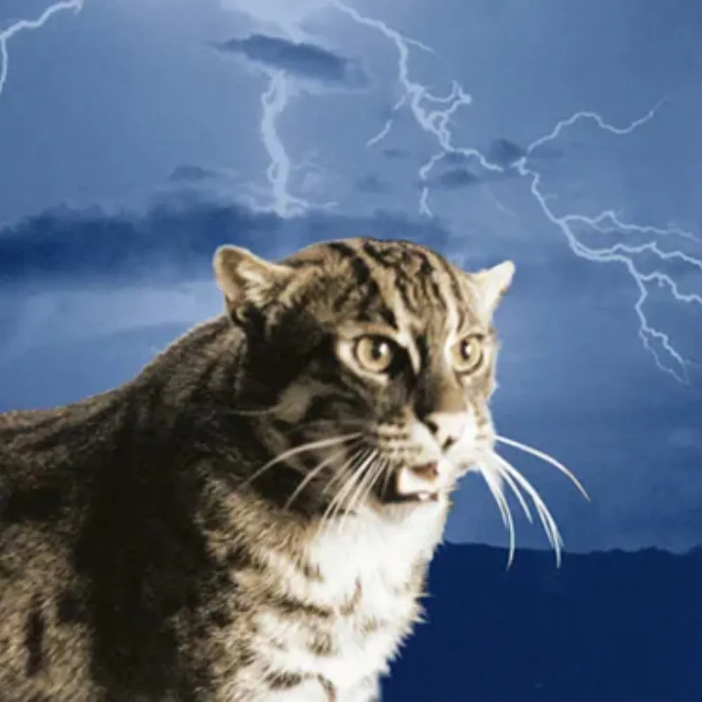 gfunksupreme.bsky.social's profile picture