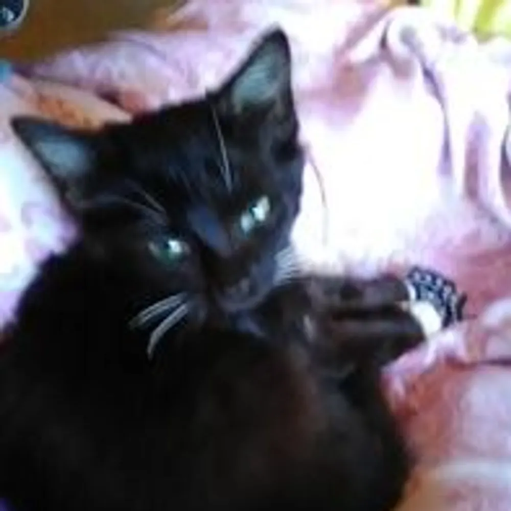 jeanchimera.bsky.social's profile picture