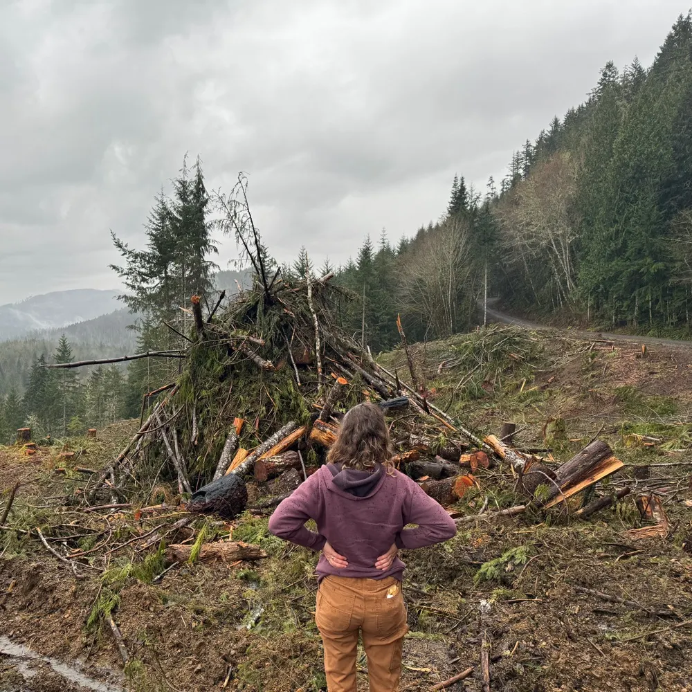 mountainash.bsky.social's profile picture