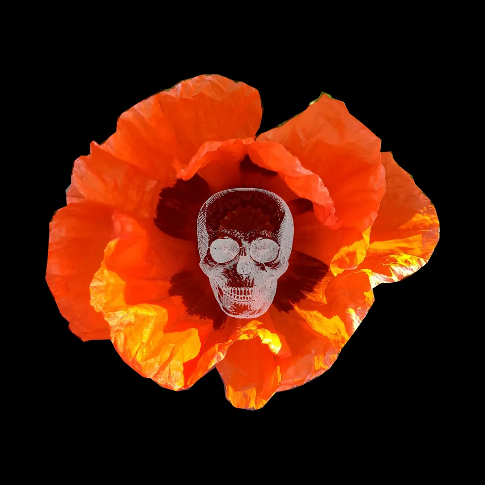 napalmmorgan.bsky.social's profile picture