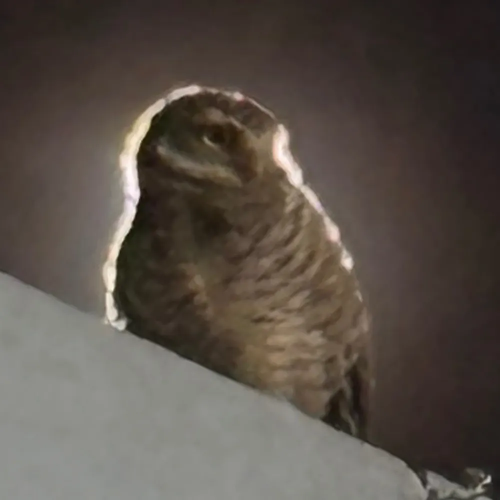 afaix.bsky.social's profile picture