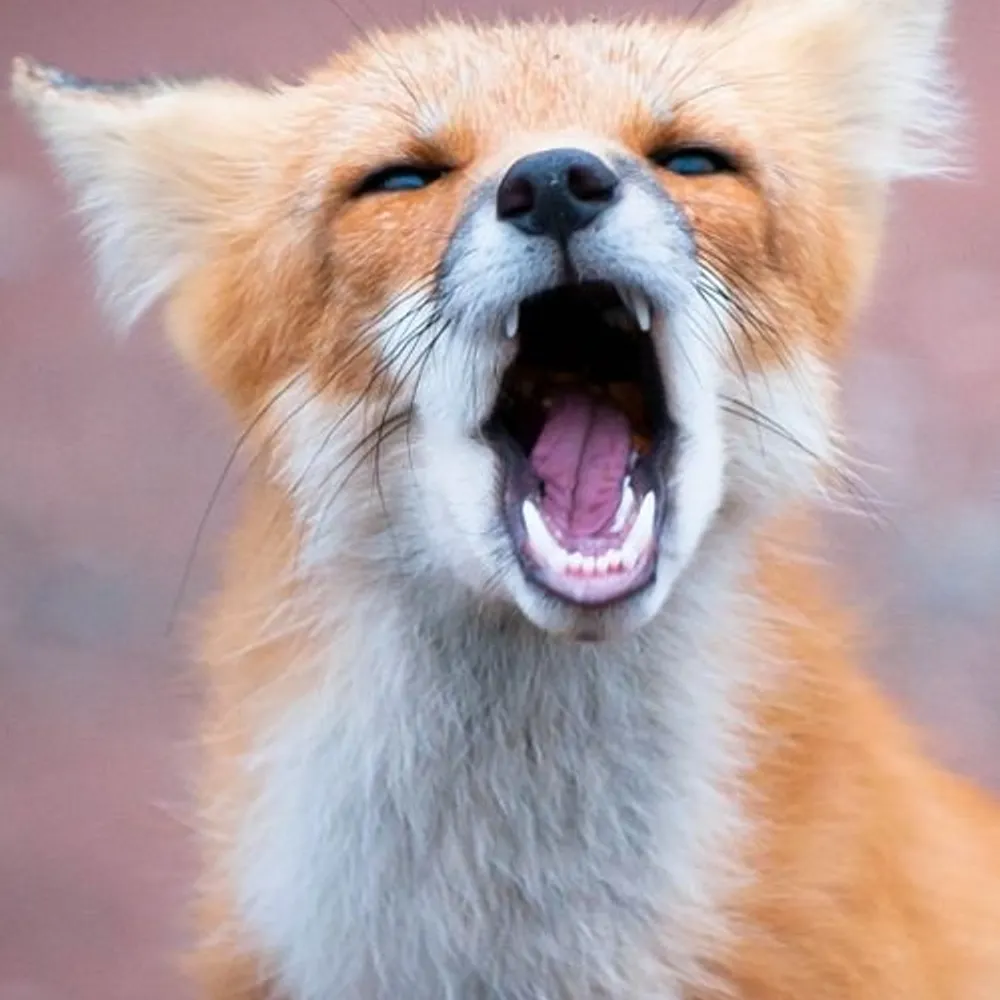 axelkitsune.bsky.social's profile picture