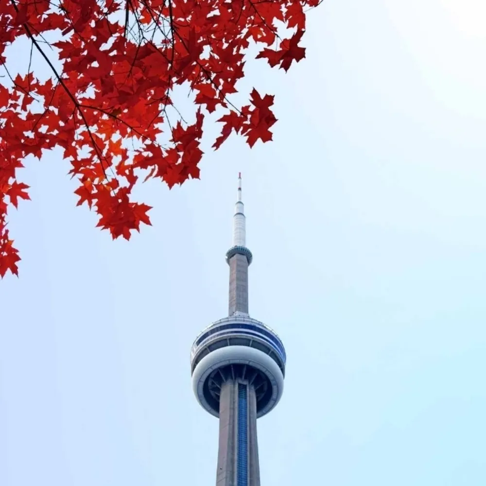 veecowl.bsky.social's profile picture