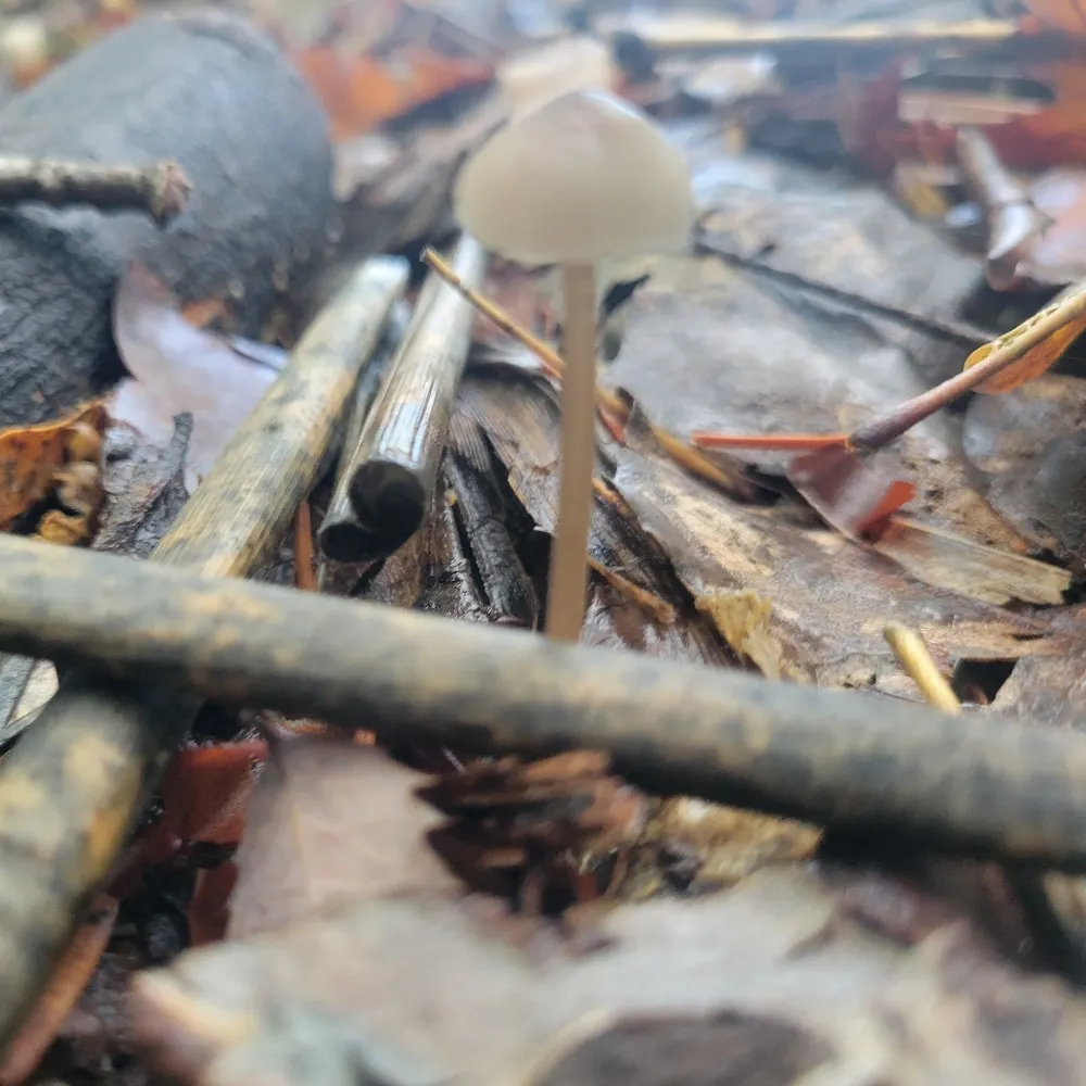 crnchylttc.bsky.social's profile picture