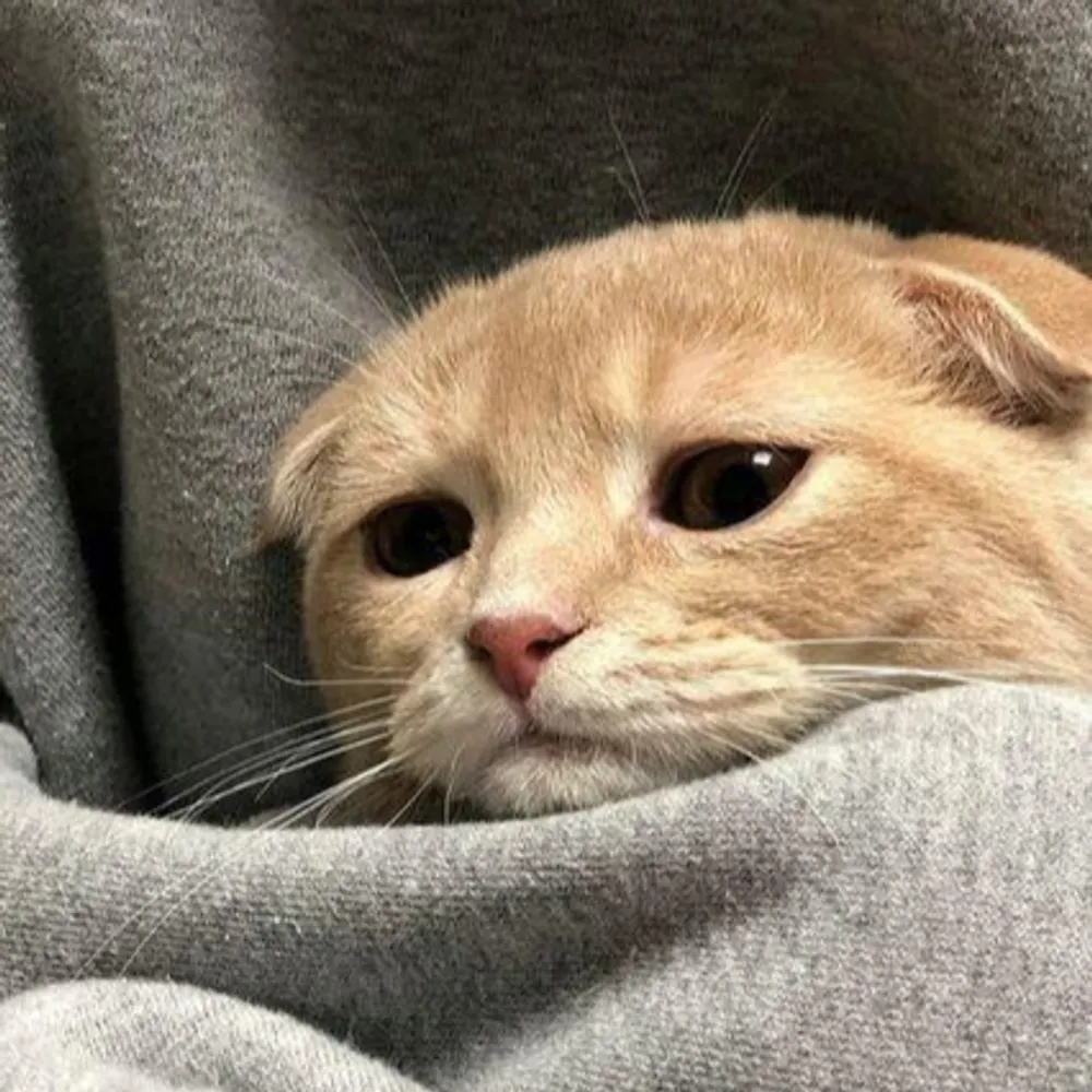 denissound.bsky.social's profile picture