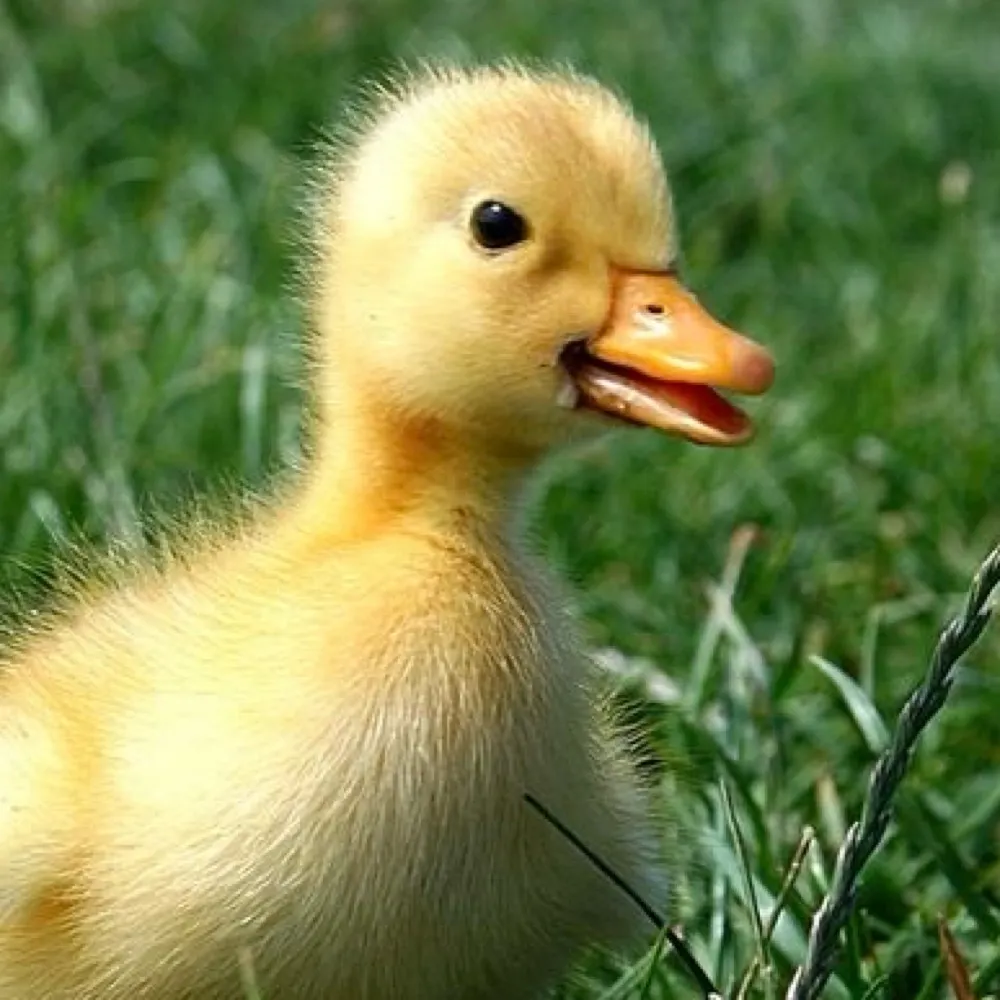 roctexterny.bsky.social's profile picture