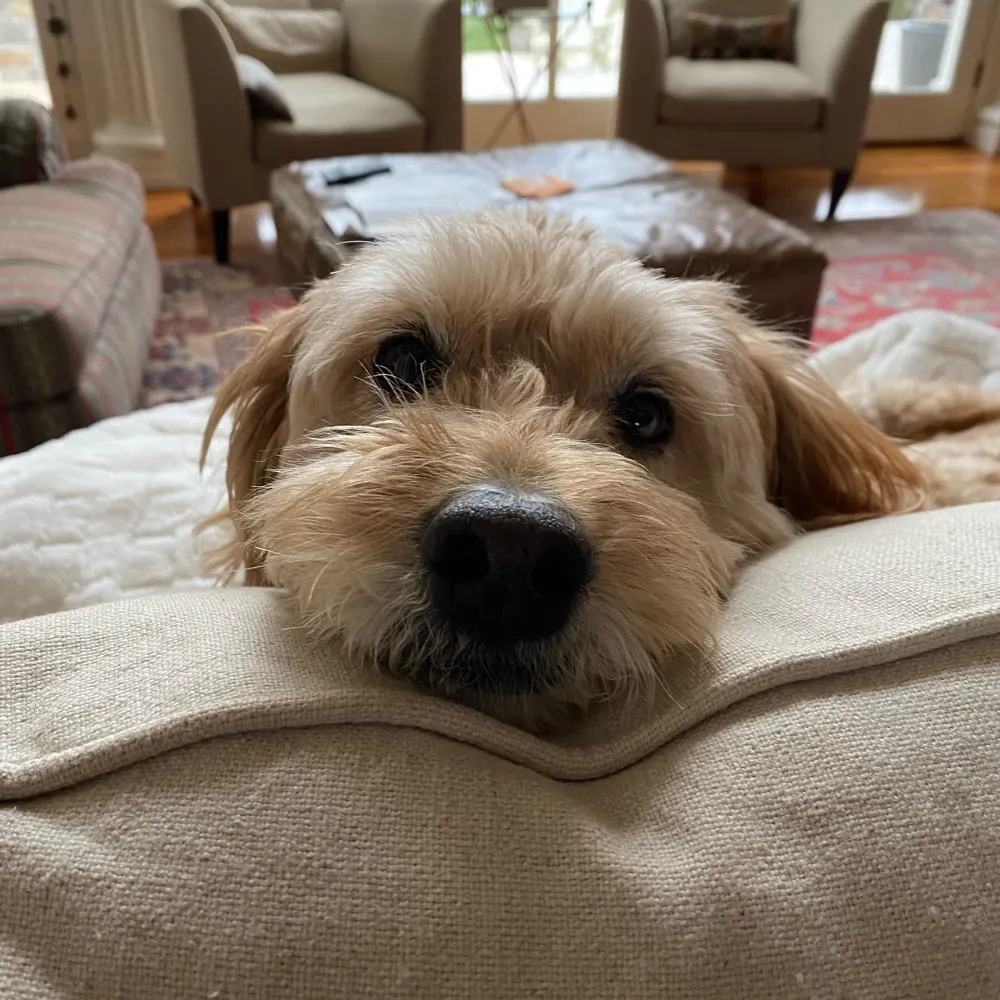 ssnoel.bsky.social's profile picture