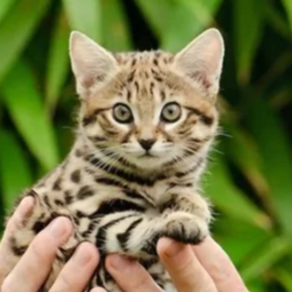 noraisarmy.bsky.social's profile picture