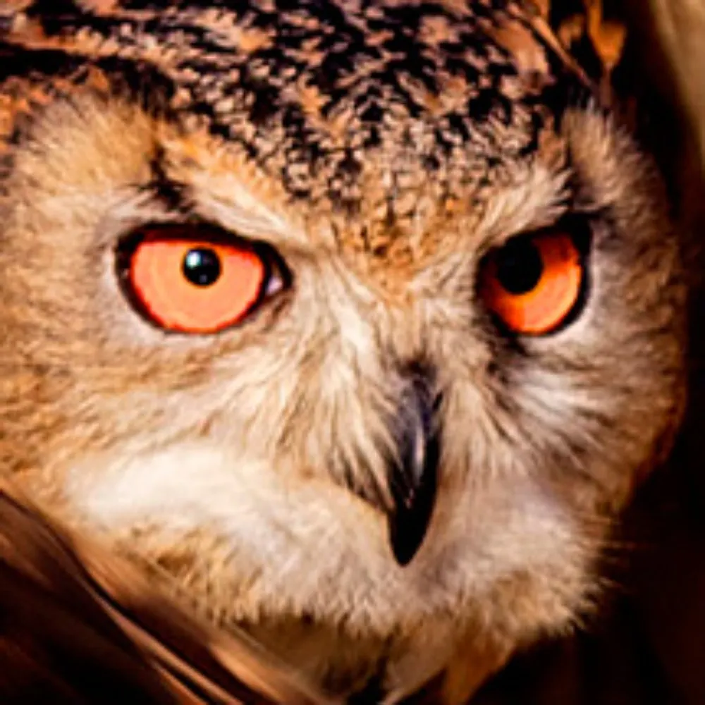 bushbark.bsky.social's profile picture