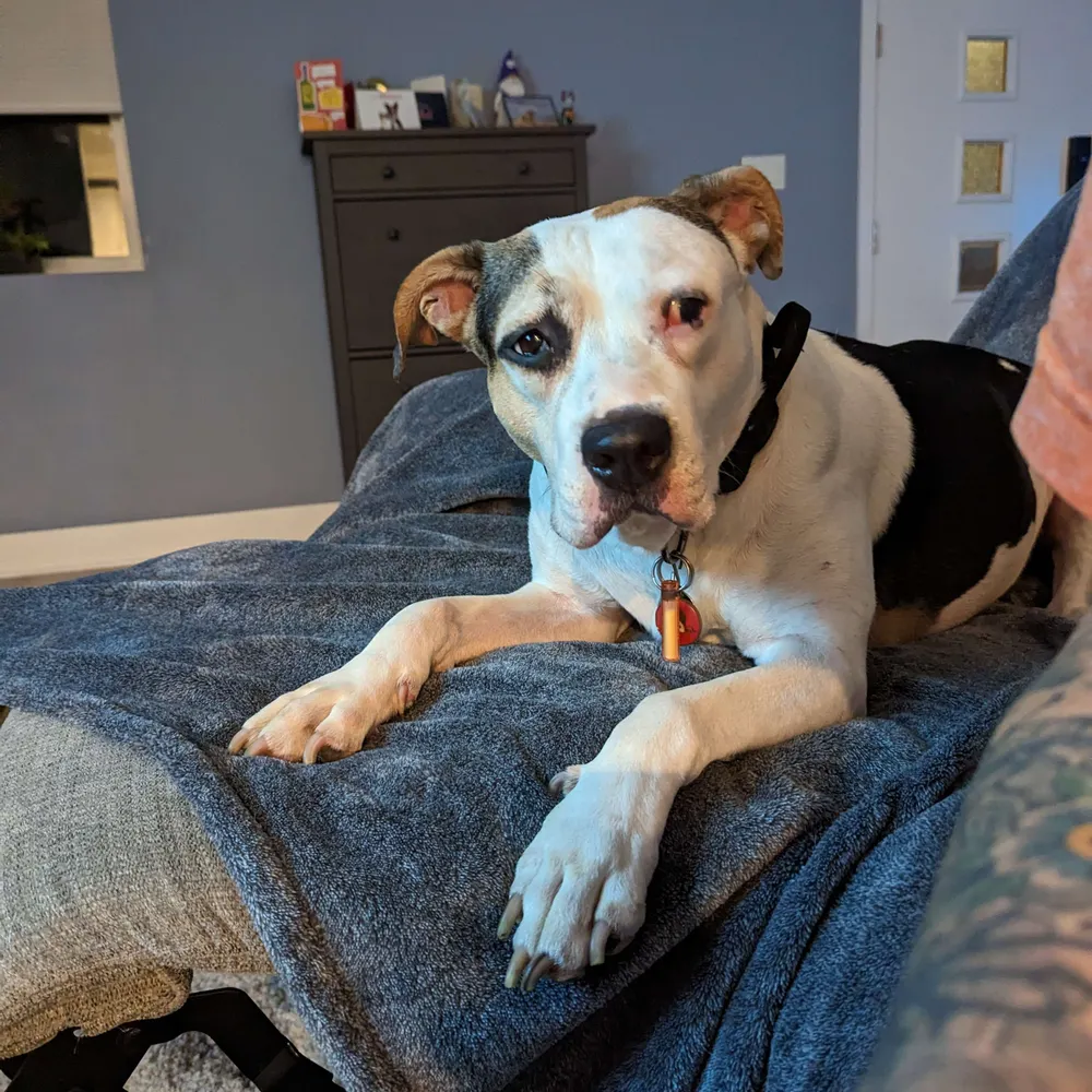 bonesoldier.bsky.social's profile picture