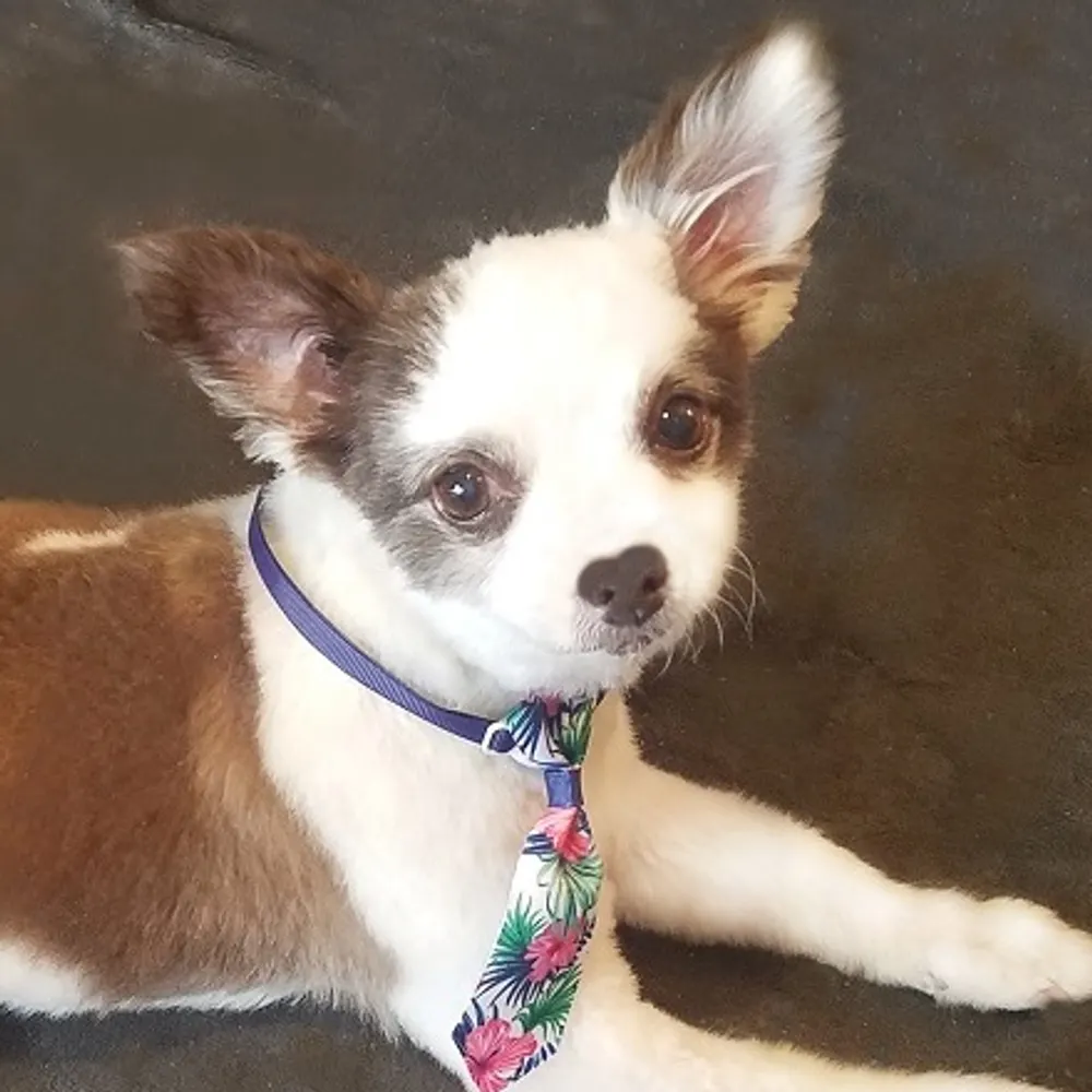 charliepawsup.bsky.social's profile picture