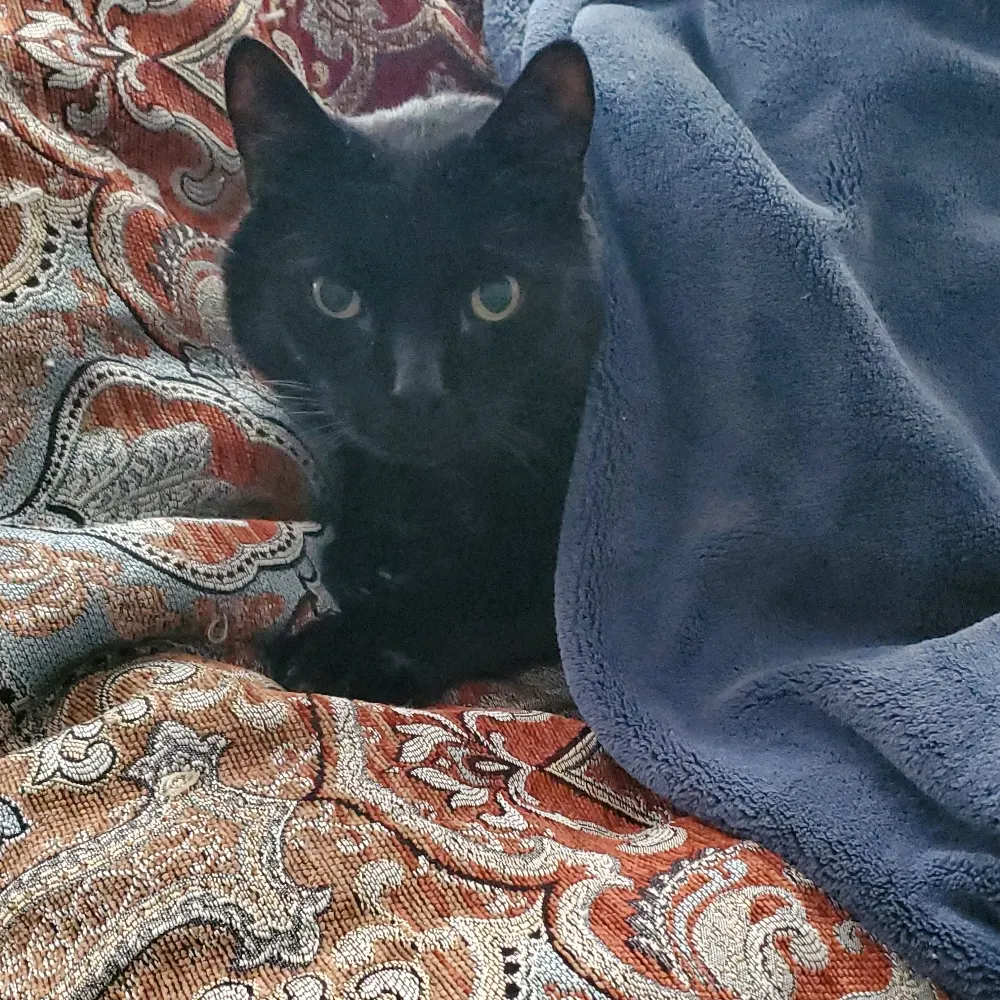 theagentsculder.bsky.social's profile picture