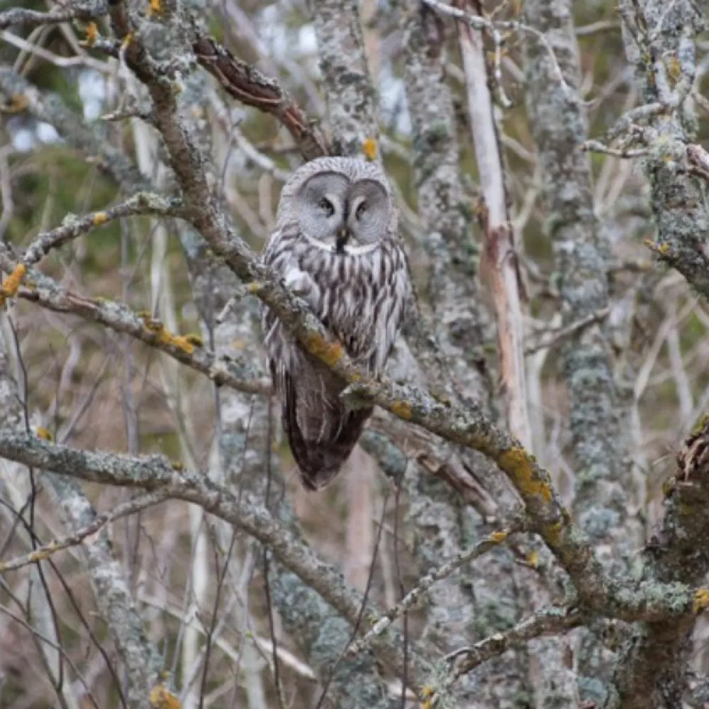 strixural.bsky.social's profile picture