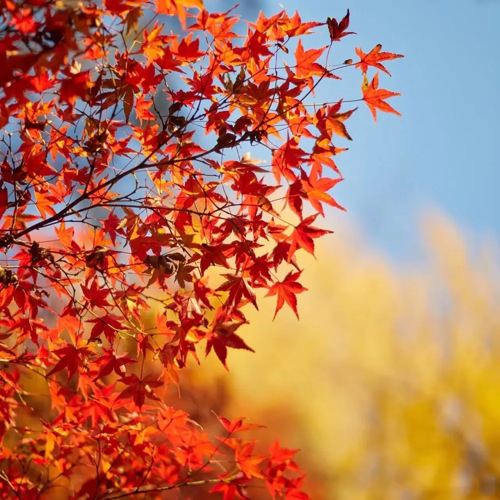 heidigoligh.bsky.social's profile picture