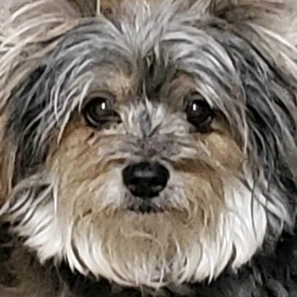 mdcletsendfascists.bsky.social's profile picture