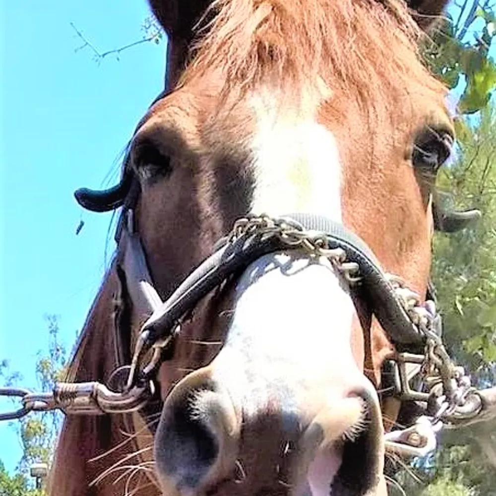 platogue.bsky.social's profile picture