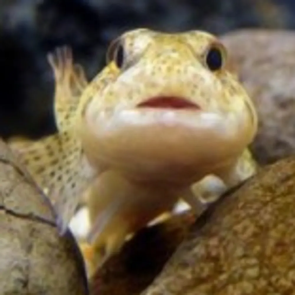 hush-ndb.bsky.social's profile picture