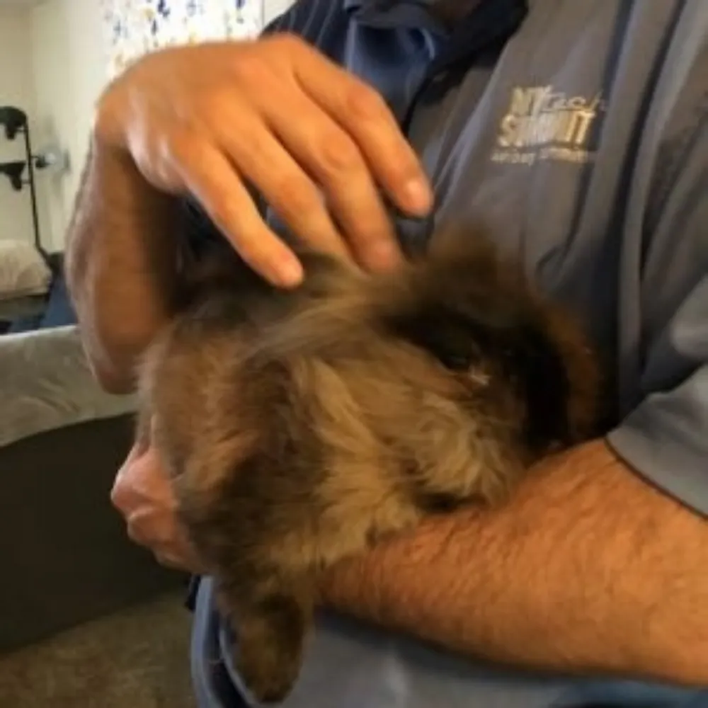 drosickesho.bsky.social's profile picture