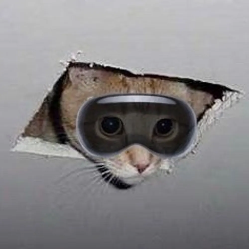 ceilingcat.bsky.social's profile picture