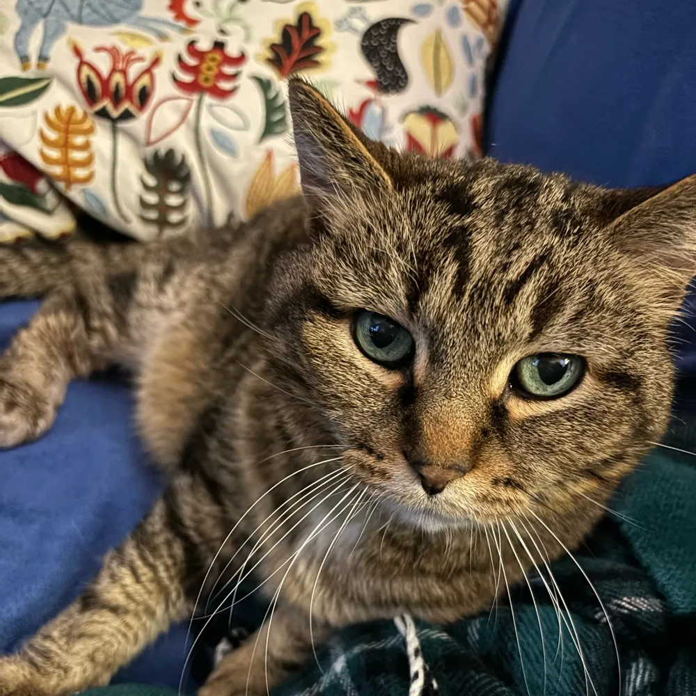 gianttigerkitty.bsky.social's profile picture