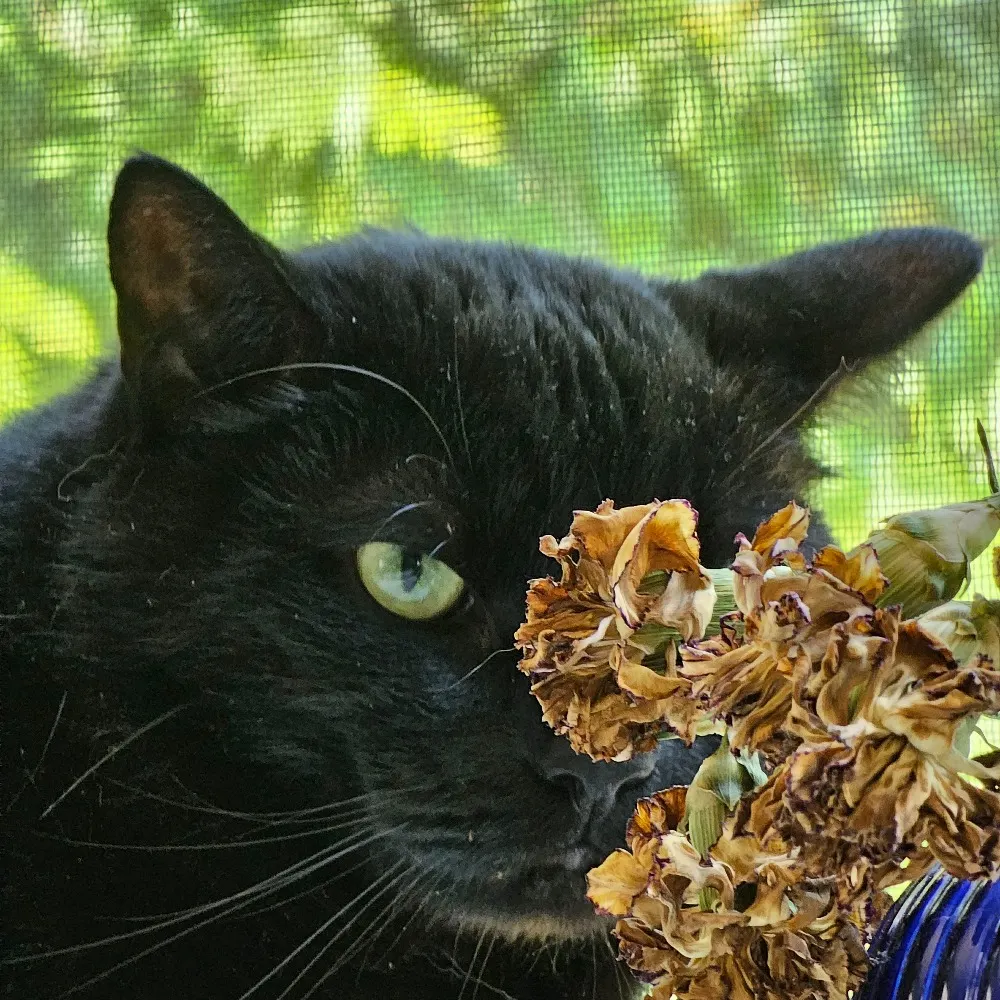 anodynesix.bsky.social's profile picture