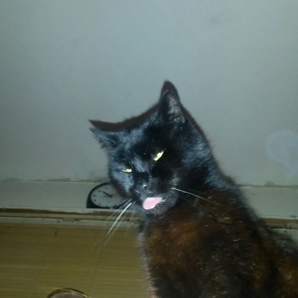 katmaul.bsky.social's profile picture