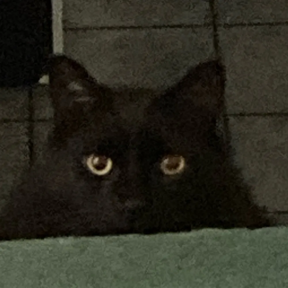 eccleshicks.bsky.social's profile picture