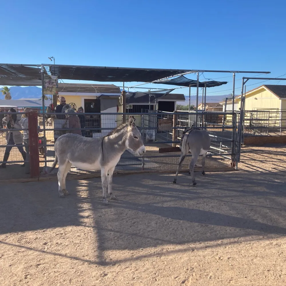 irishnana.bsky.social's profile picture