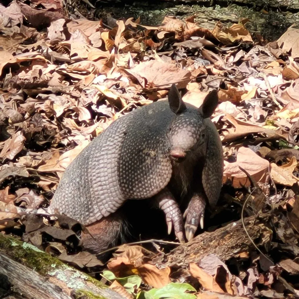 cmookbridgman.bsky.social's profile picture