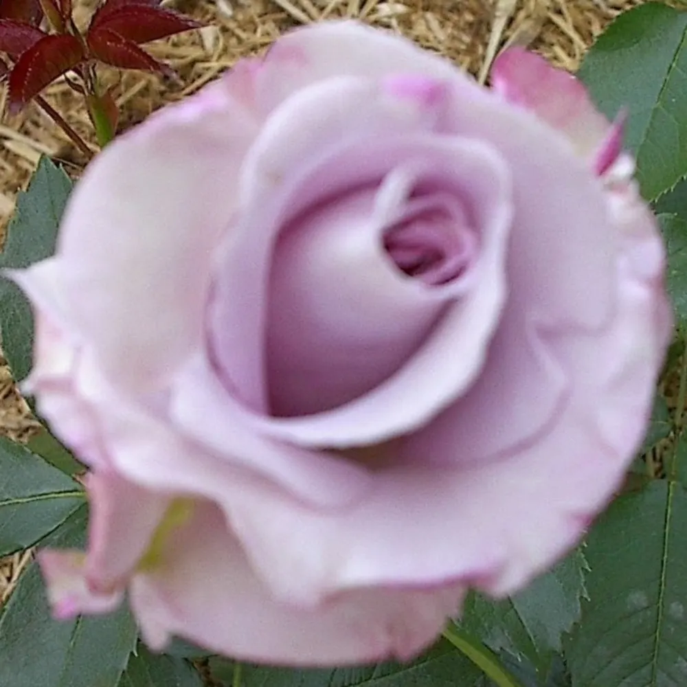 mauverose.bsky.social's profile picture