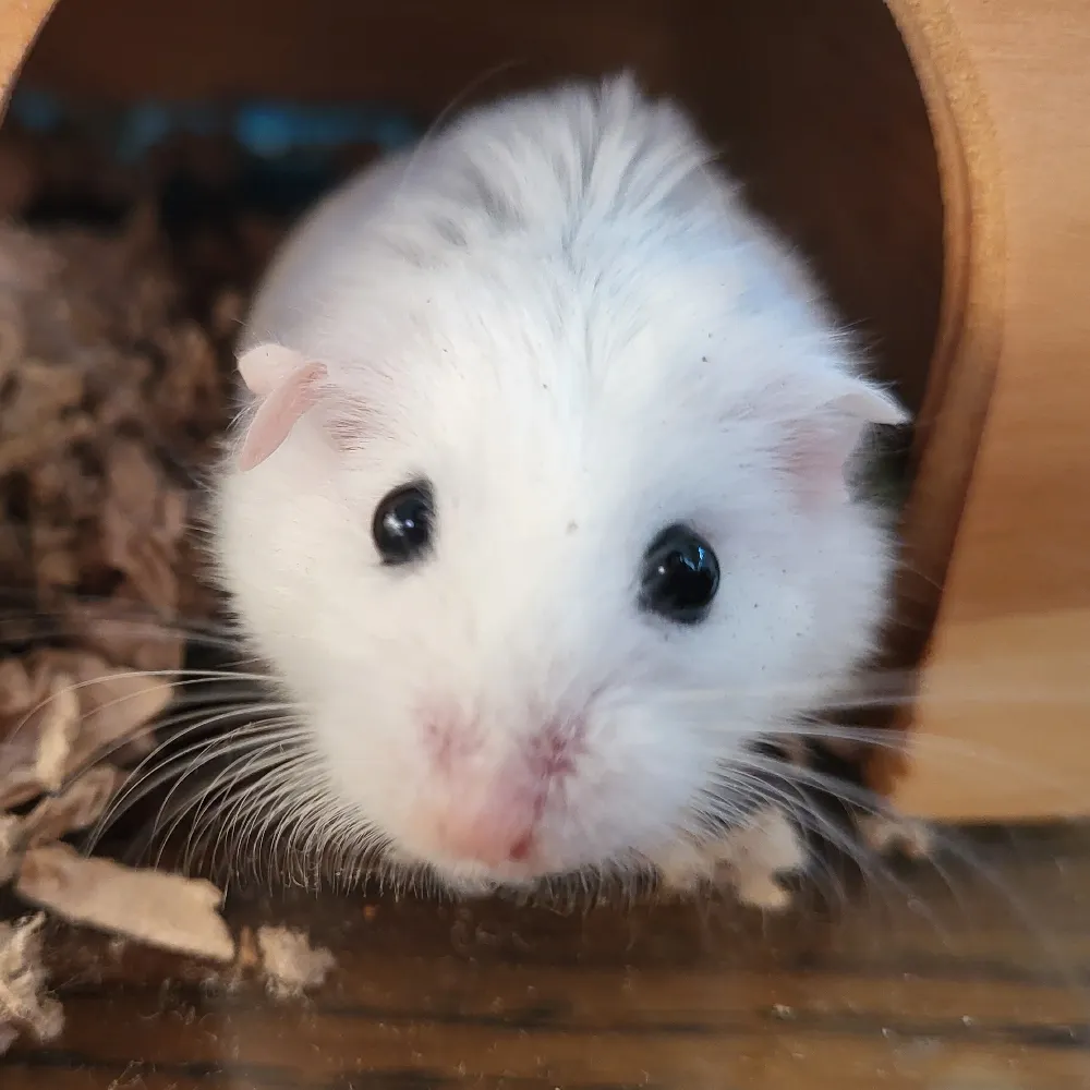 parrow-ham.bsky.social's profile picture