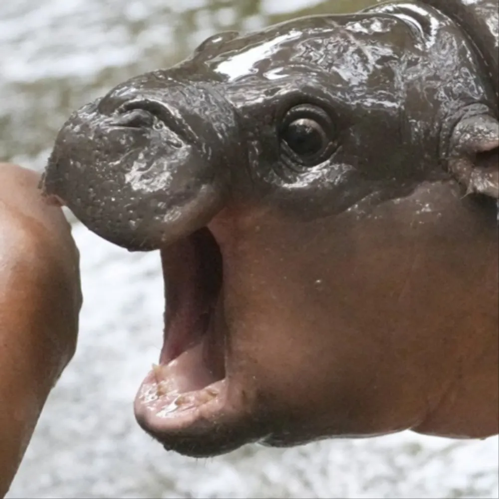 lilnibbler.bsky.social's profile picture