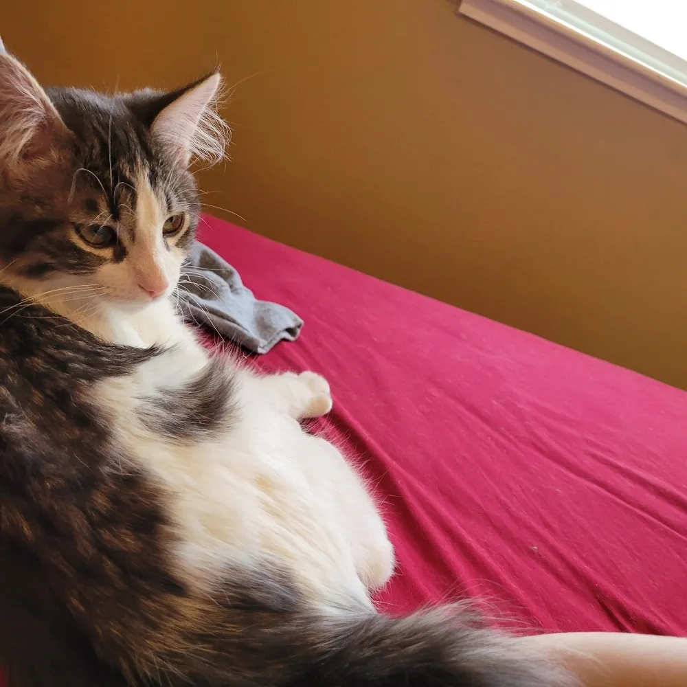 houndgirl.bsky.social's profile picture