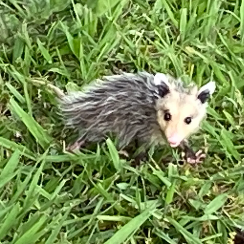 avs-in-exile.bsky.social's profile picture