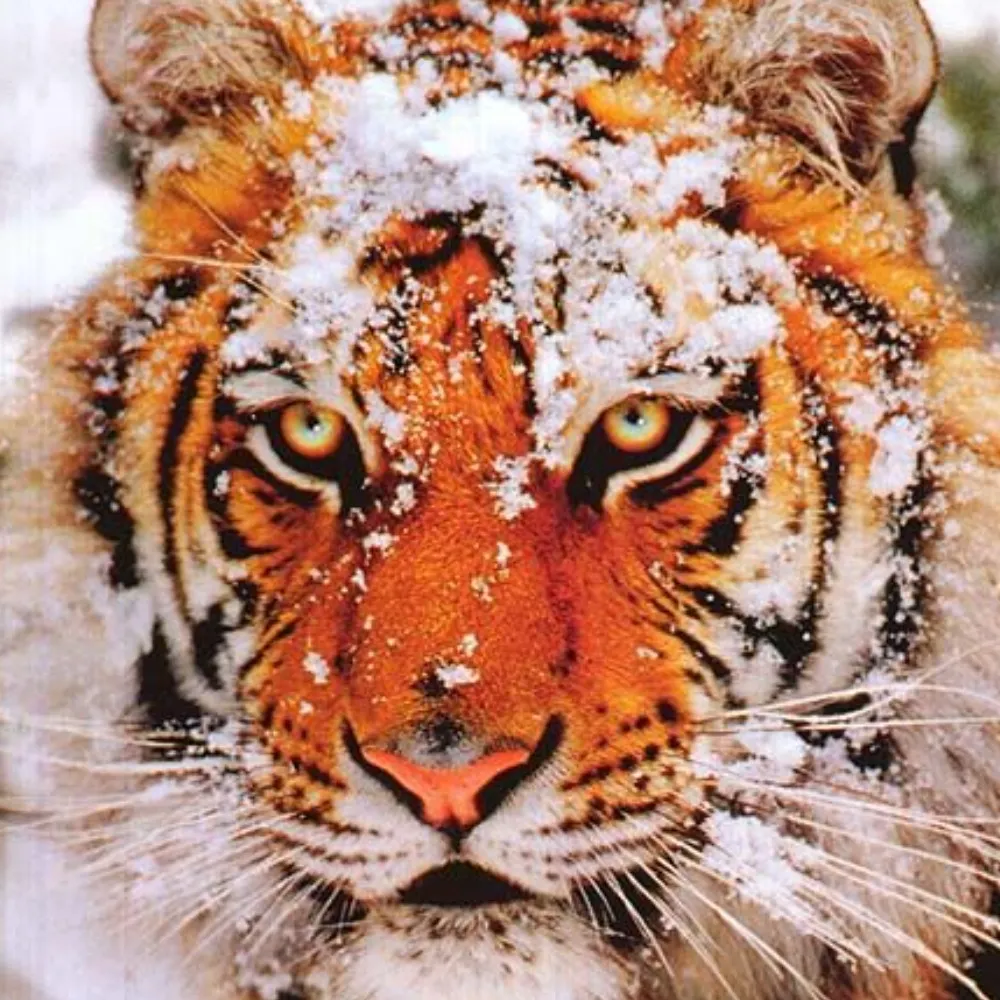 naimlas.bsky.social's profile picture