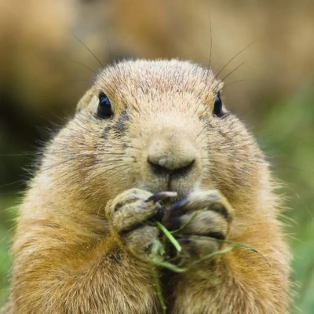 prairiedogking.bsky.social's profile picture