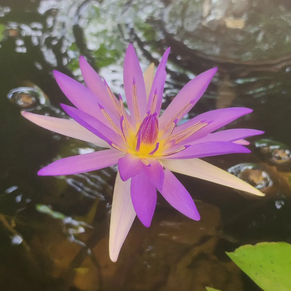 nathrach.bsky.social's profile picture