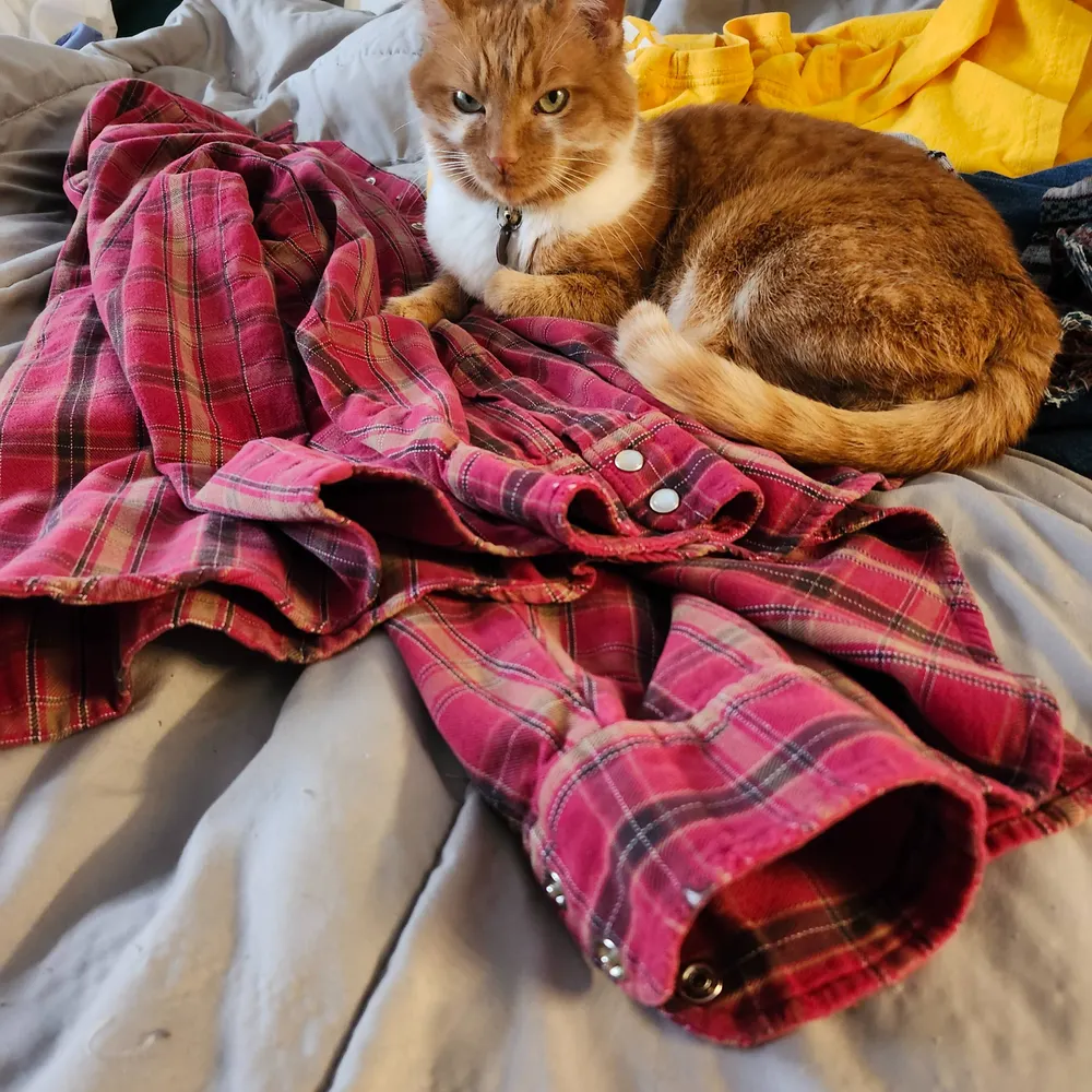 lindaacats.bsky.social's profile picture