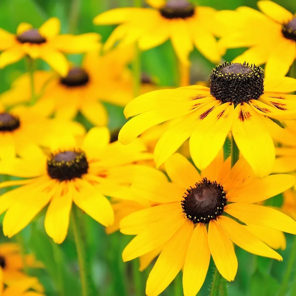 rudbeckia.bsky.social's profile picture