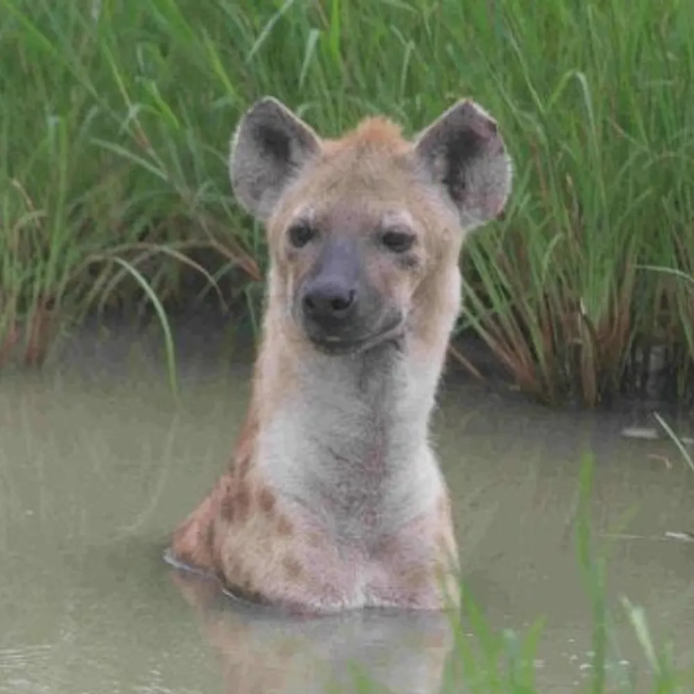 overnecked.bsky.social's profile picture