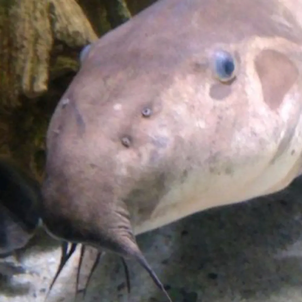 beepbeepbeep420.bsky.social's profile picture