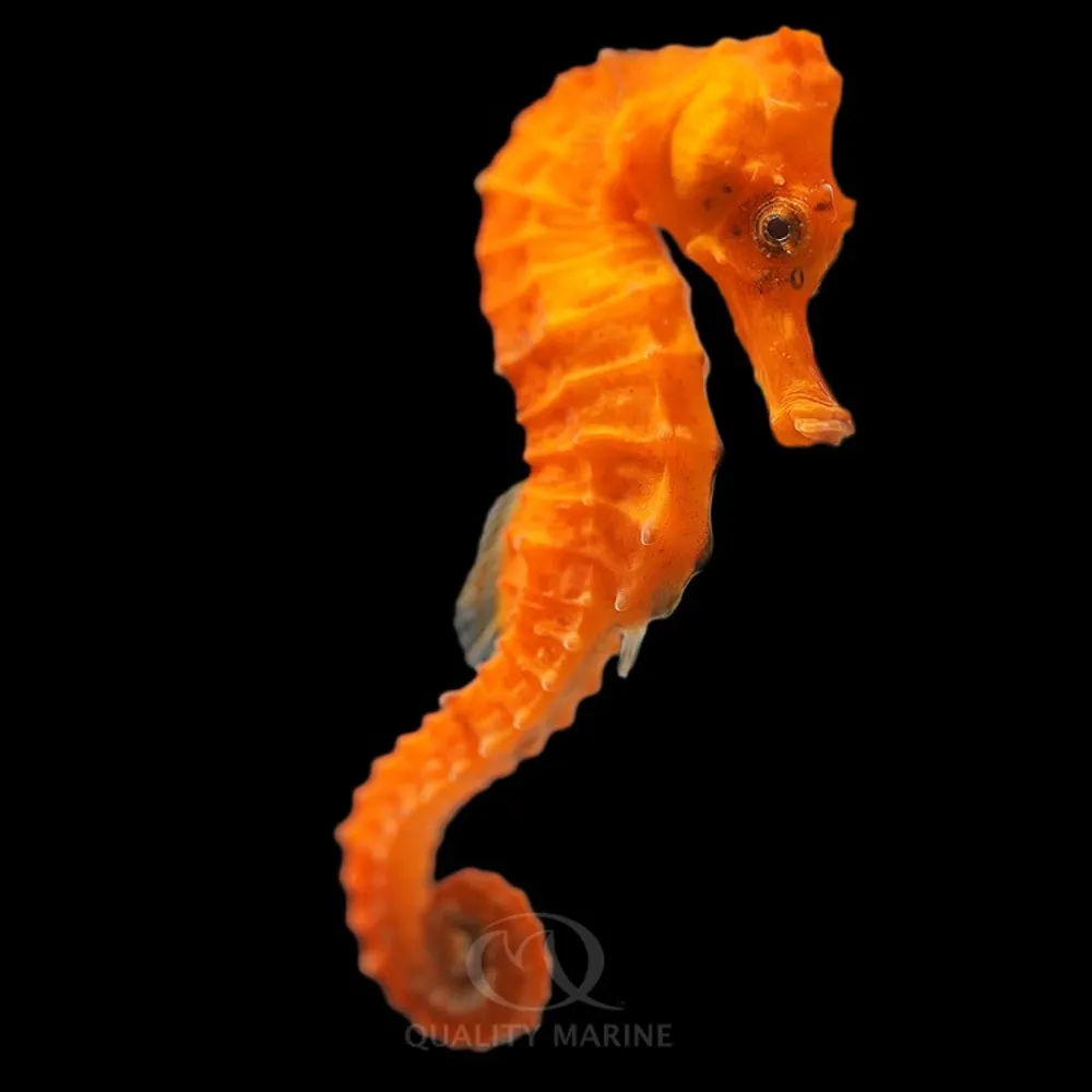 grouchymarx.bsky.social's profile picture