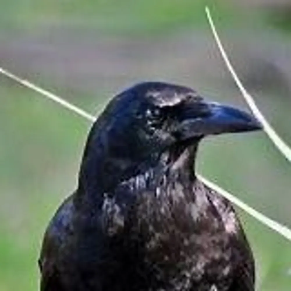 larshalbracken.bsky.social's profile picture