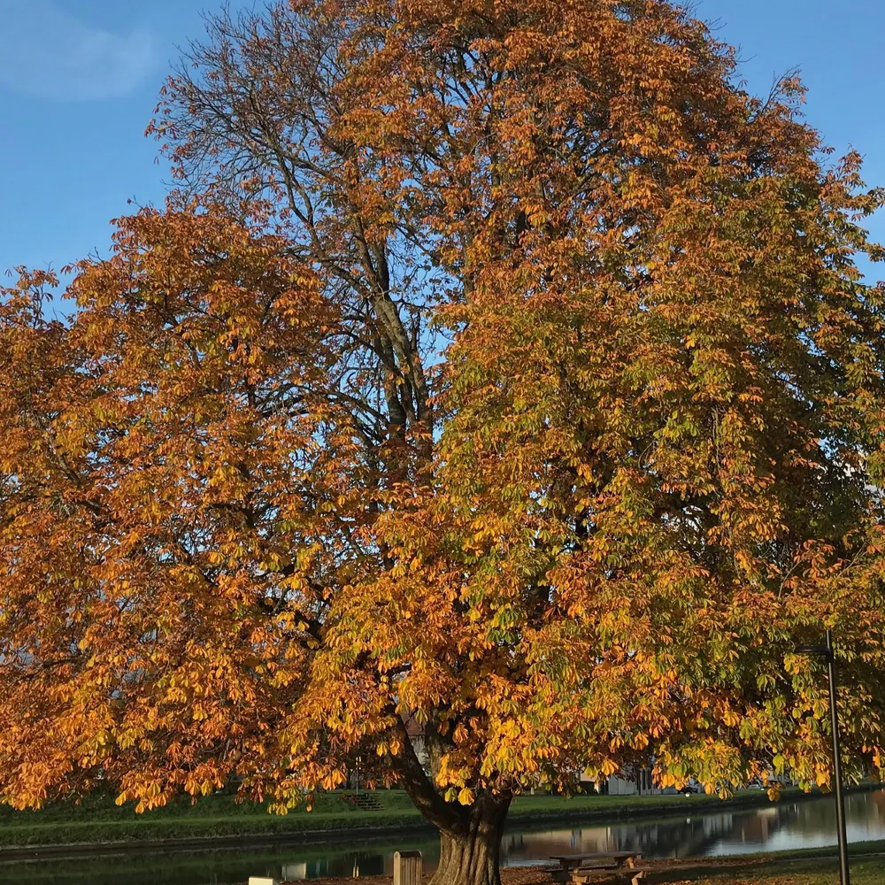 alaure.bsky.social's profile picture