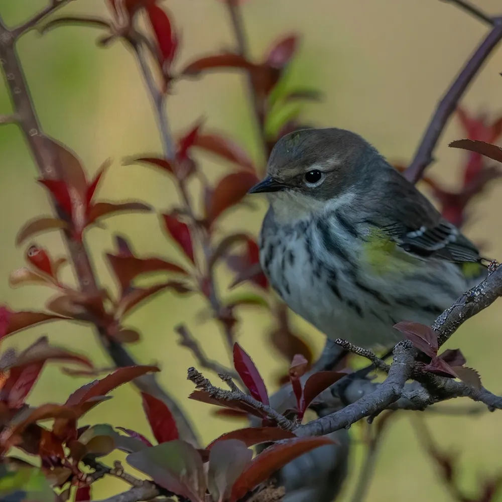 peg79.bsky.social's profile picture