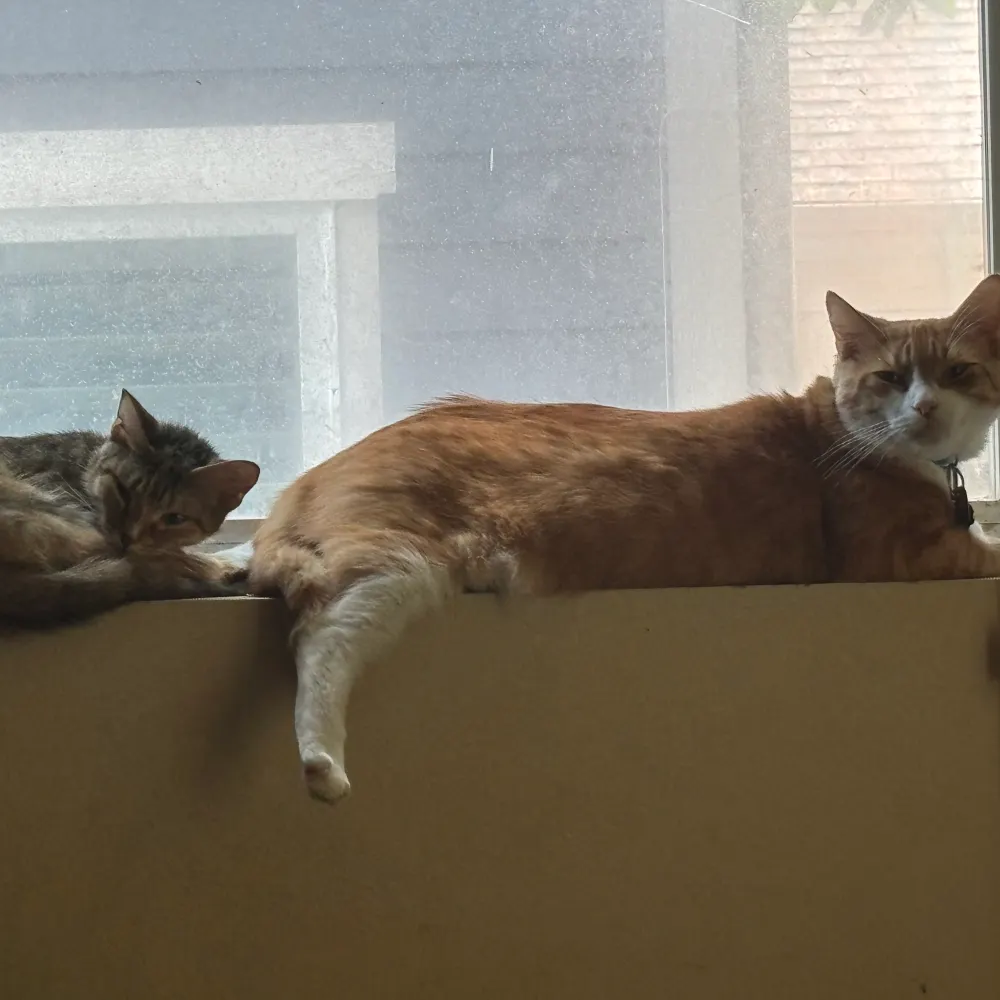 madkatsmum1.bsky.social's profile picture