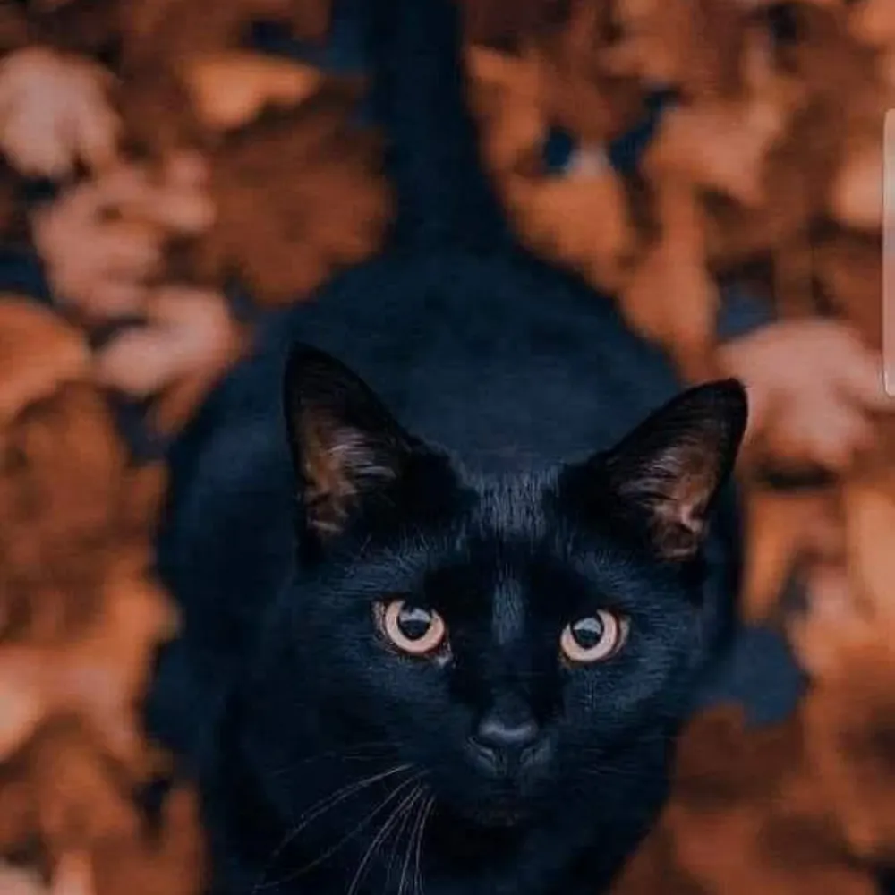 theresemr.bsky.social's profile picture